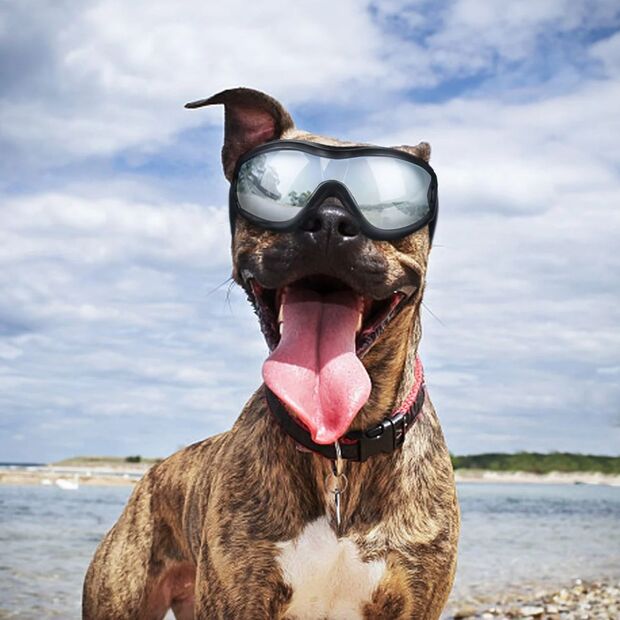 Doggles