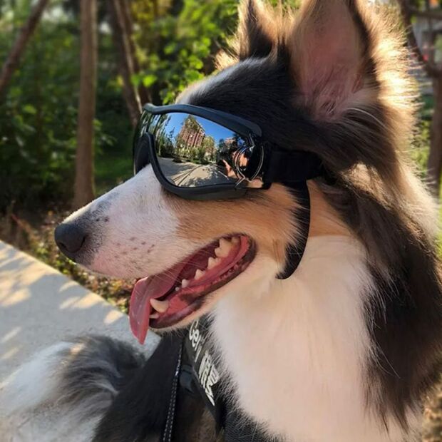 Doggles