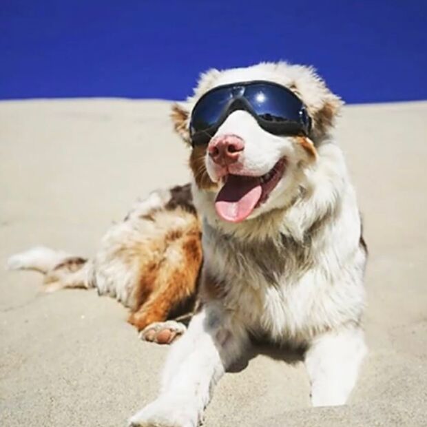 Doggles